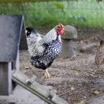 overnachten bij de boer